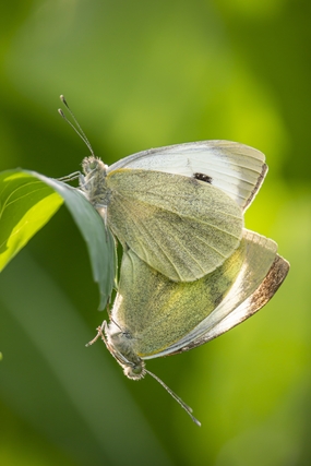 两只彩色粉蝶图片